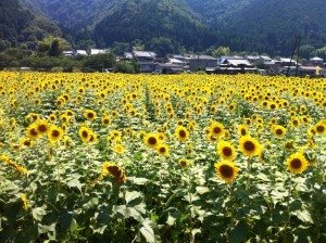 ひまわりの郷、佐用町