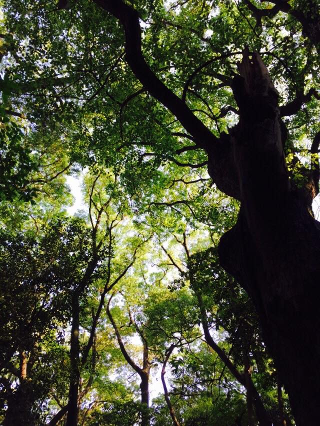 新緑の生田の森