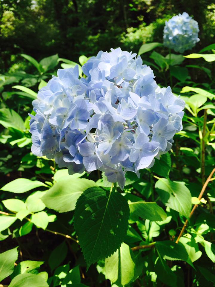 神戸の花 紫陽花