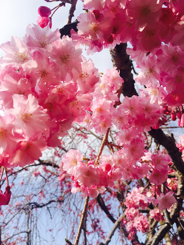 桜満開 明石公園散策