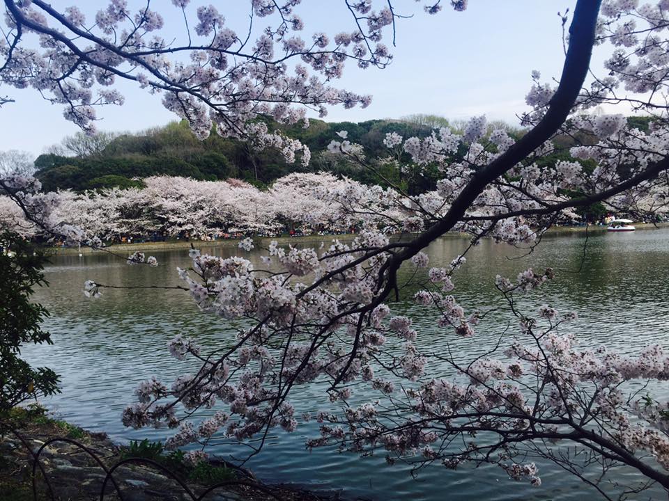 桜満開 明石公園散策