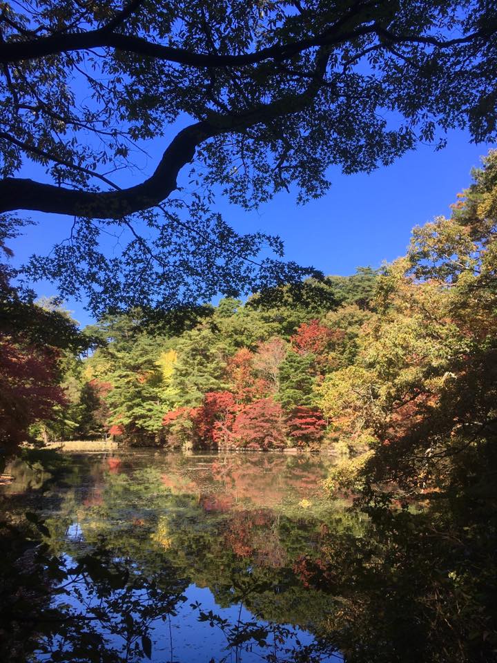 神戸市立森林植物園 紅葉散策