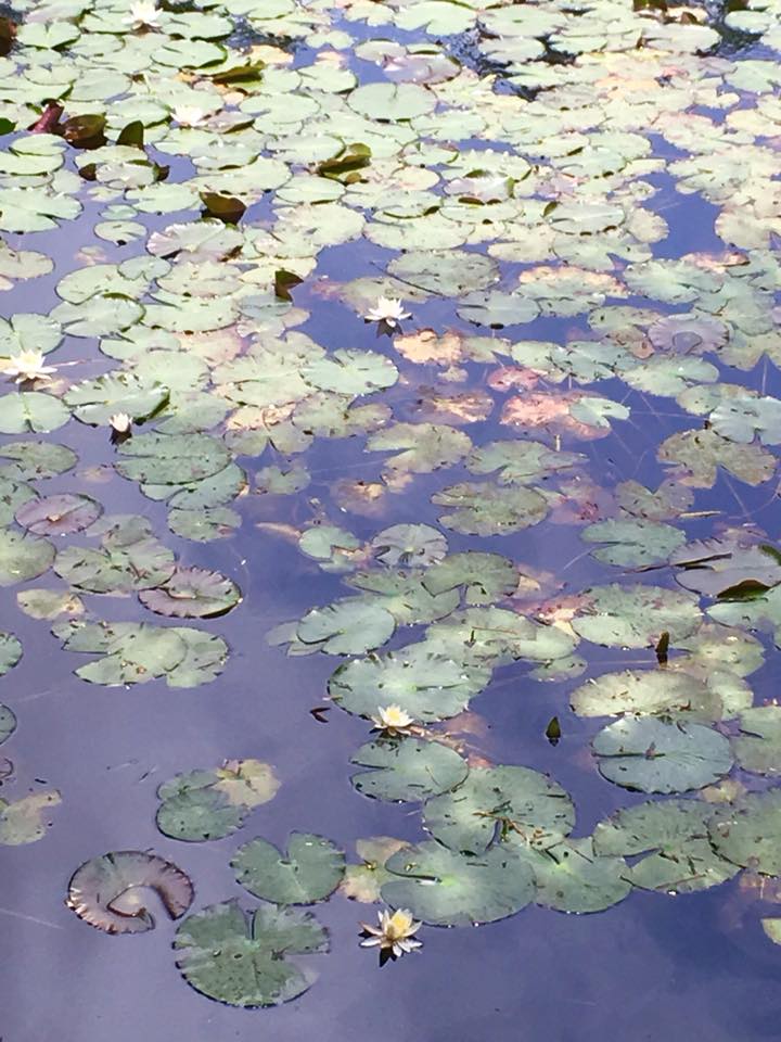 長谷池の睡蓮