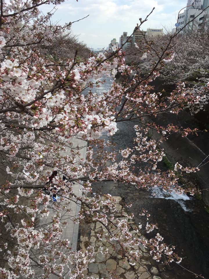 咲き始めの生田川サクラ🌸観察