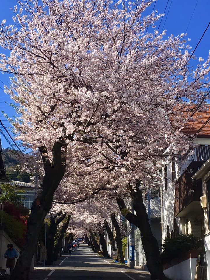 神戸市灘区、桜のトンネル