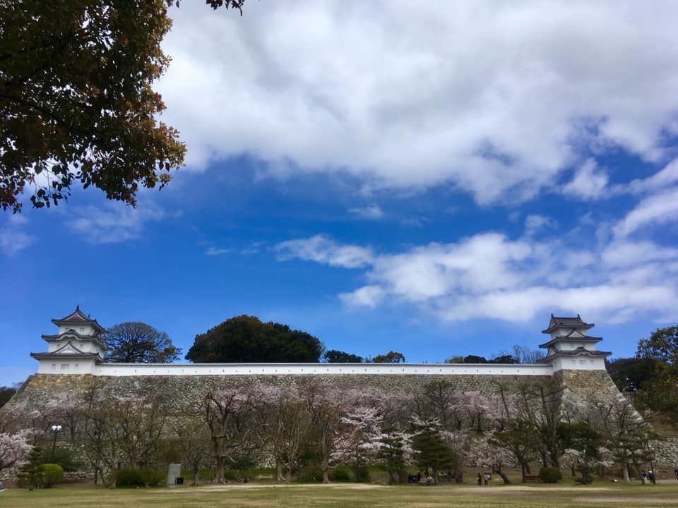 桜満開の明石公園