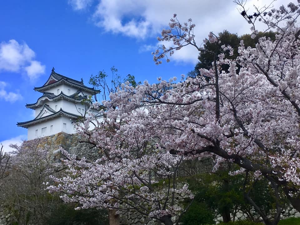桜満開の明石公園