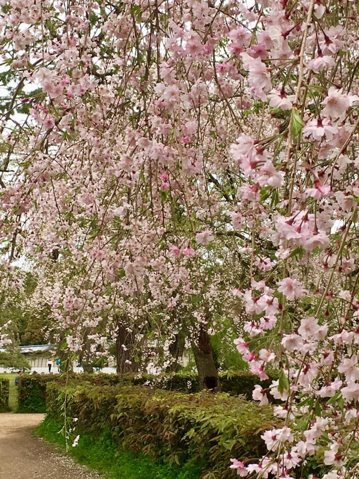 京都御苑のしだれ桜