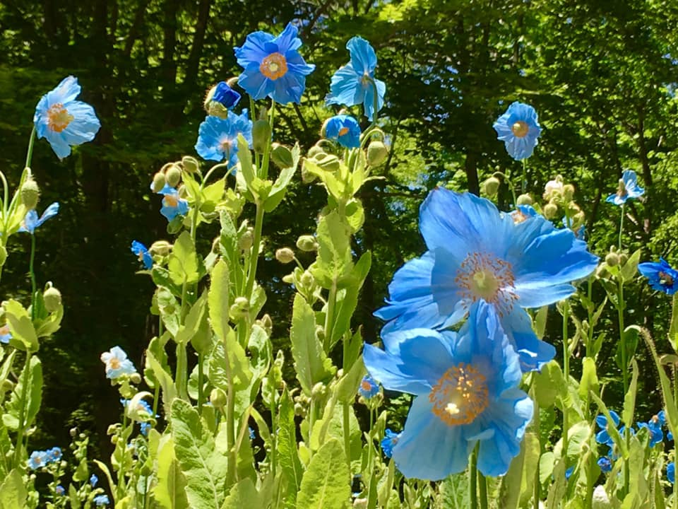 六甲高山植物園にて秘境の花