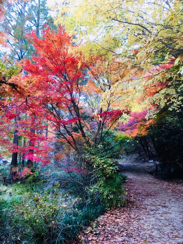 神戸森林植物園の魅力満喫
