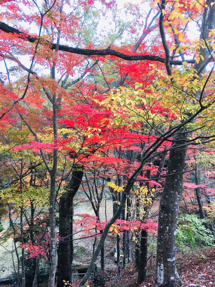 神戸森林植物園の魅力満喫